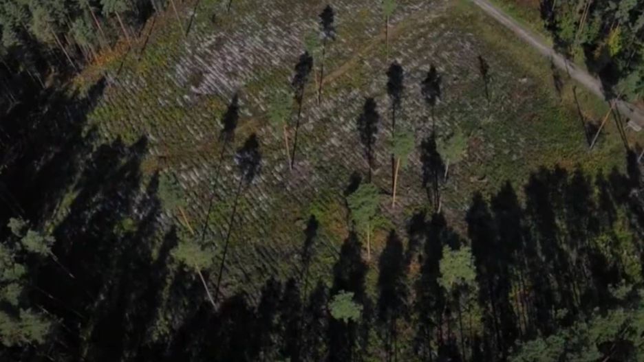 Nowa kampania Lasów Państwowych