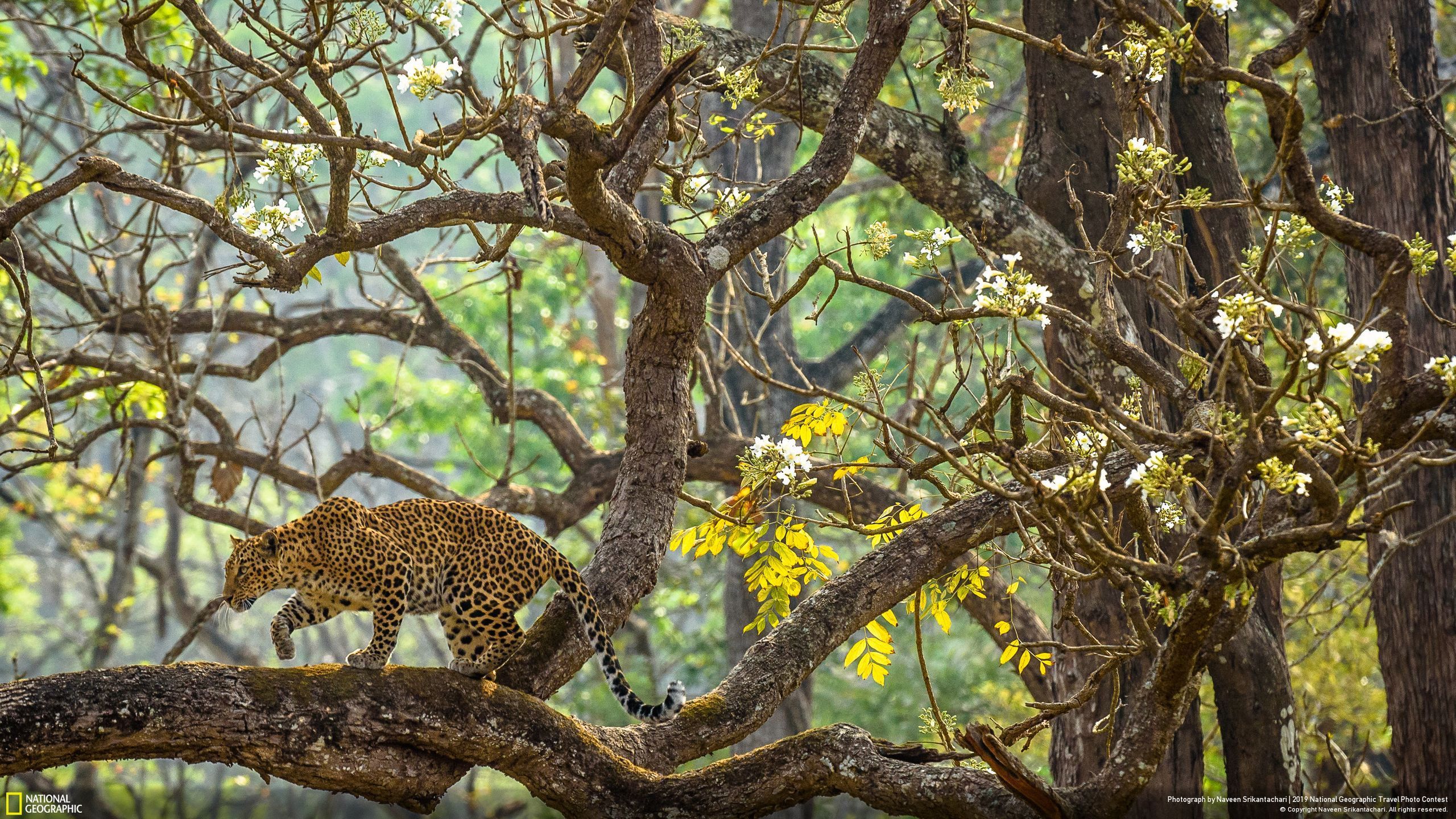 Niesamowite zdjęcia finalistów National Geographic Travel Contest 2019 8