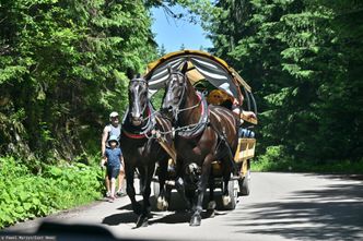 Przebadali konie z Morskiego Oka. Oto wyniki