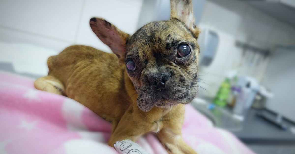 Influencerka zagłodziła suczkę Suzi. Sąd w końcu wydał wyrok - Vibez