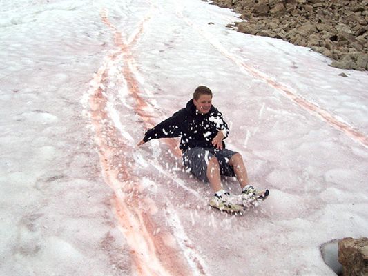 Naukowcy zjawisko to nazywają "watermelon snow" - arbuzowy śnieg