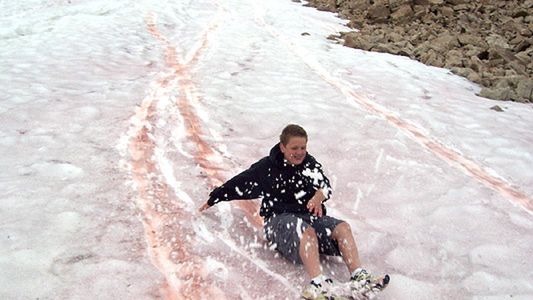 Naukowcy zjawisko to nazywają "watermelon snow" - arbuzowy śnieg