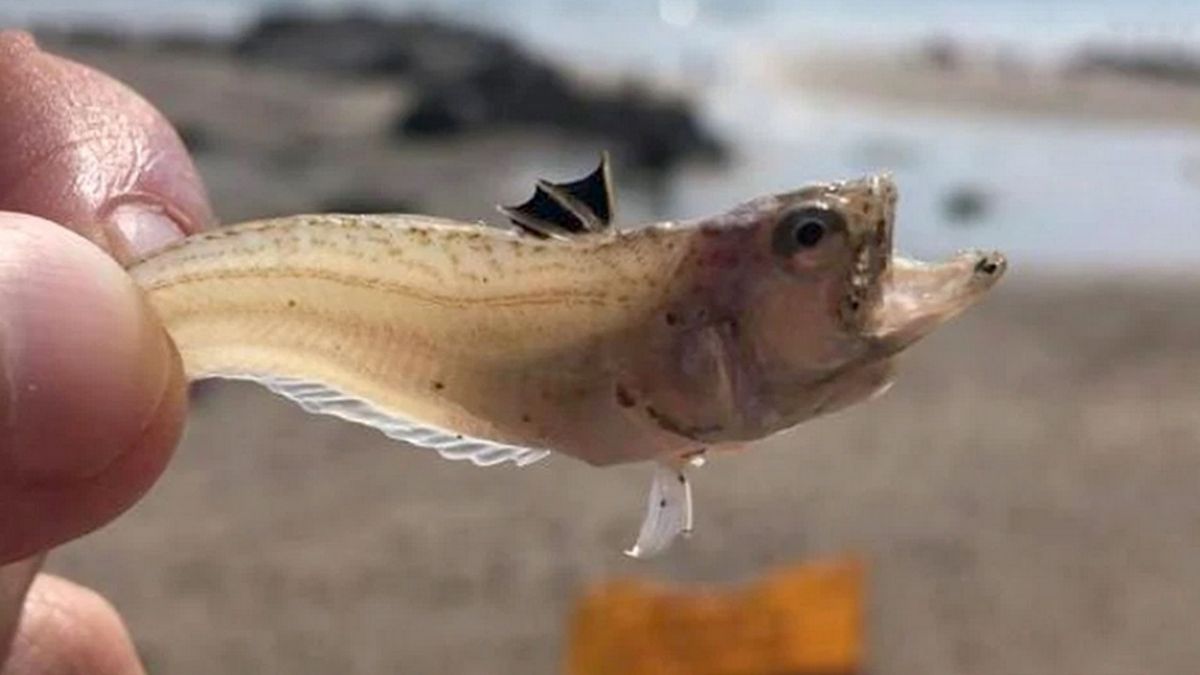 Jadowita ryba zabiła 16-latka to ostrosz sieklik.