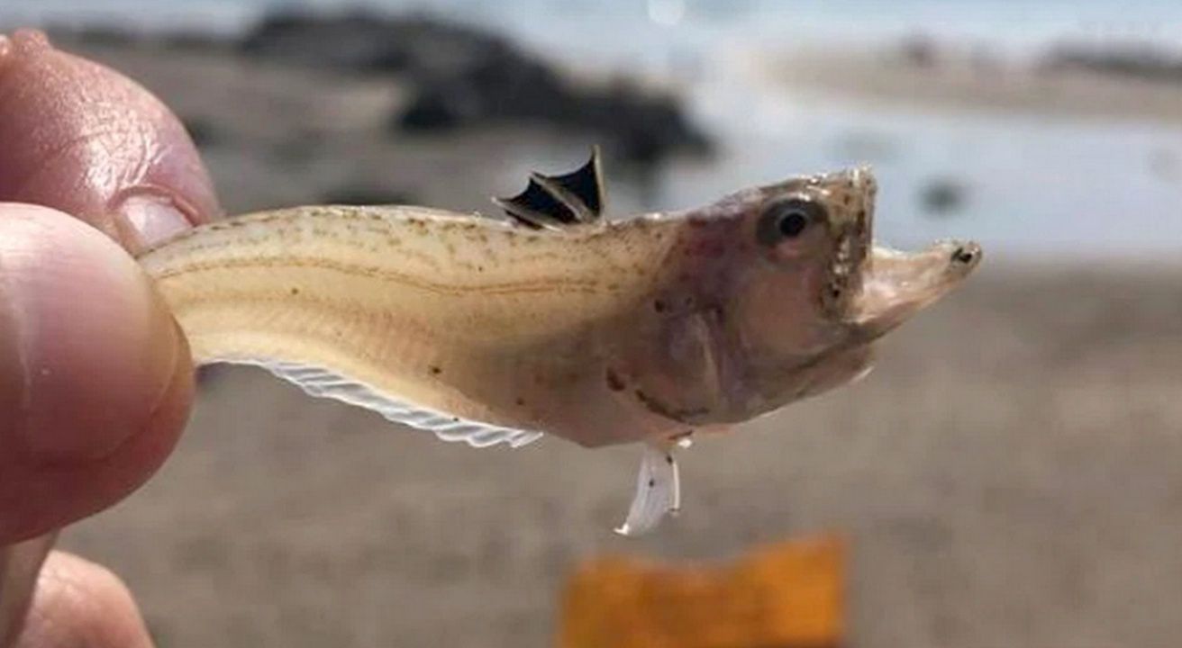 Mała rybka zabiła 16-latka. Straszna śmierć podczas wakacji w Europie