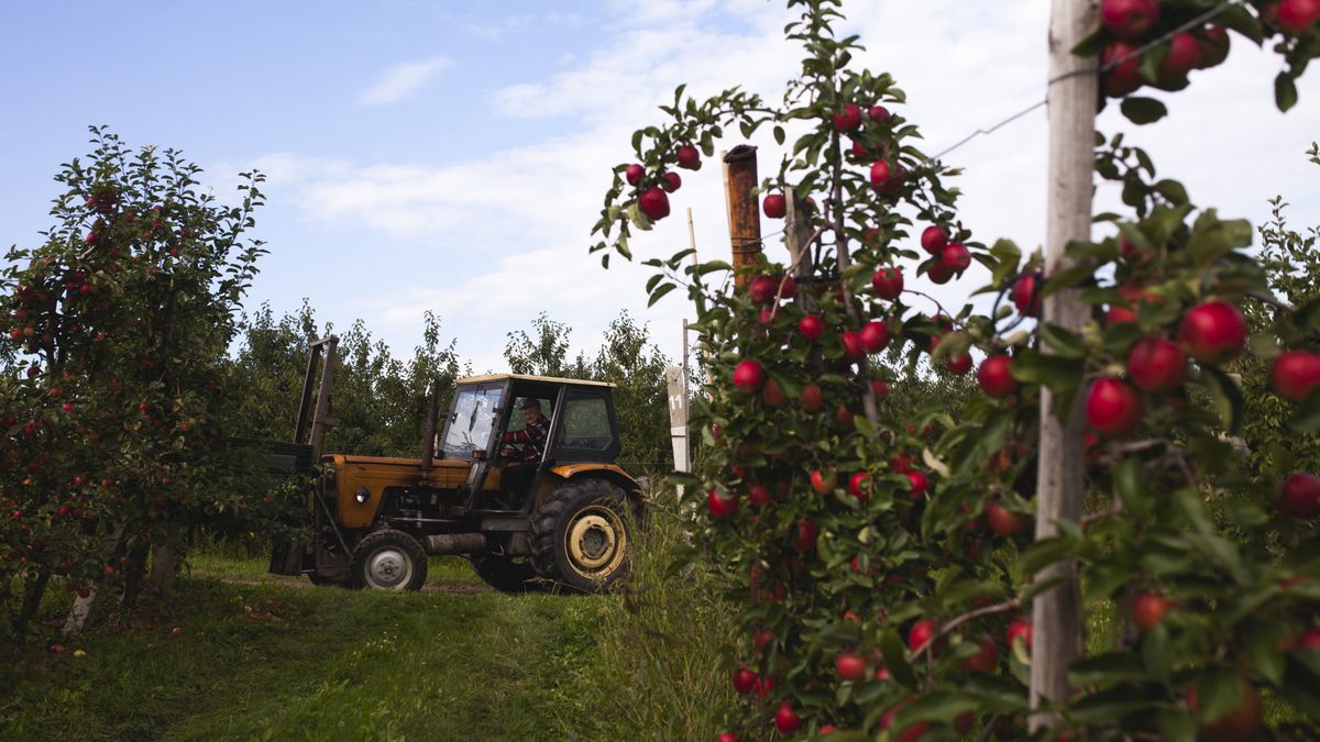 Eksport produktów rolniczych pobił kolejny rekord 