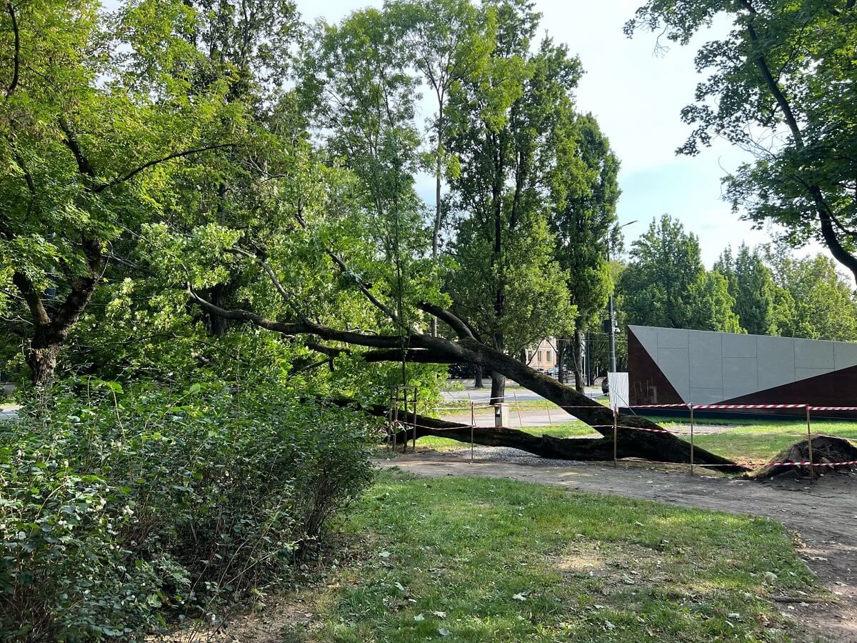 Drzewo runęło na chodnik i ścieżkę rowerową przy Centrum Spotkania Kultur