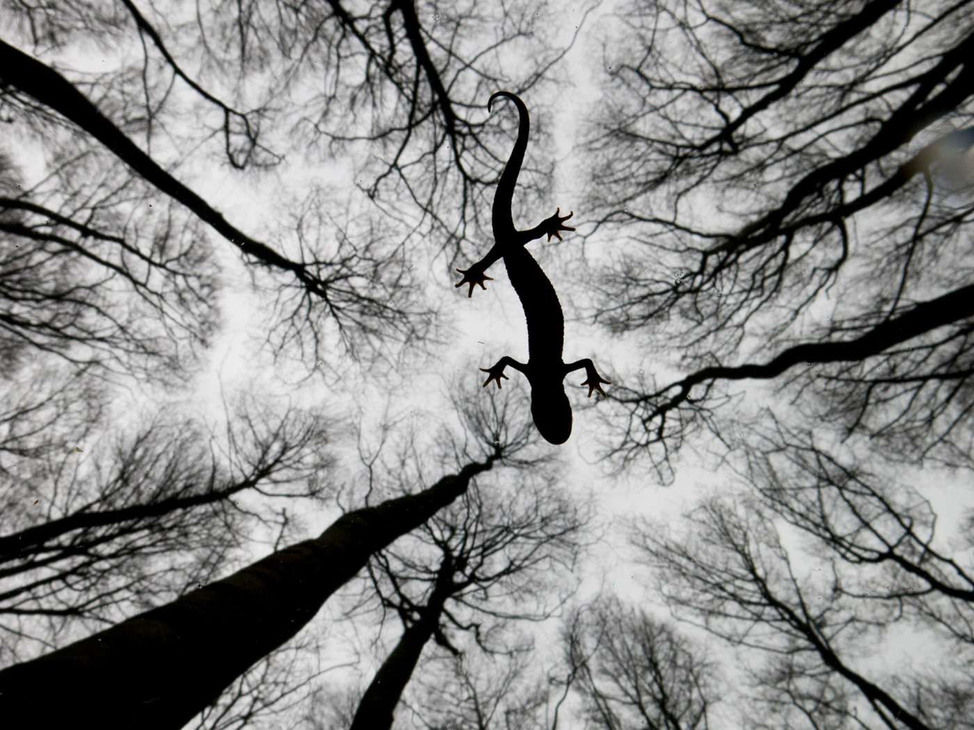 Zdjęcia wyróżnione w konkursie Wildlife Photographer of the Year 2015 3
