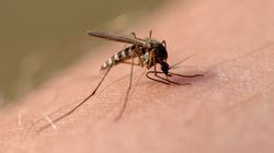 Dirofilaria repens - skutki, objawy i leczenie zakażenia