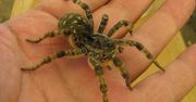 Tarantula ukraińska w Polsce. To jeden z największych pająków w Europie
