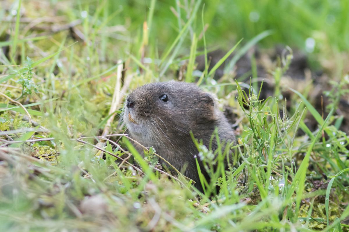 How to get rid of a vole from the garden?