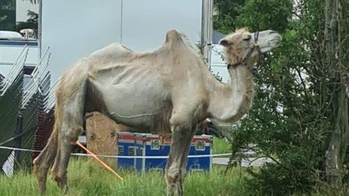 Mieszkańców Radomska oraz internautów zaniepokoił stan wielbłąda