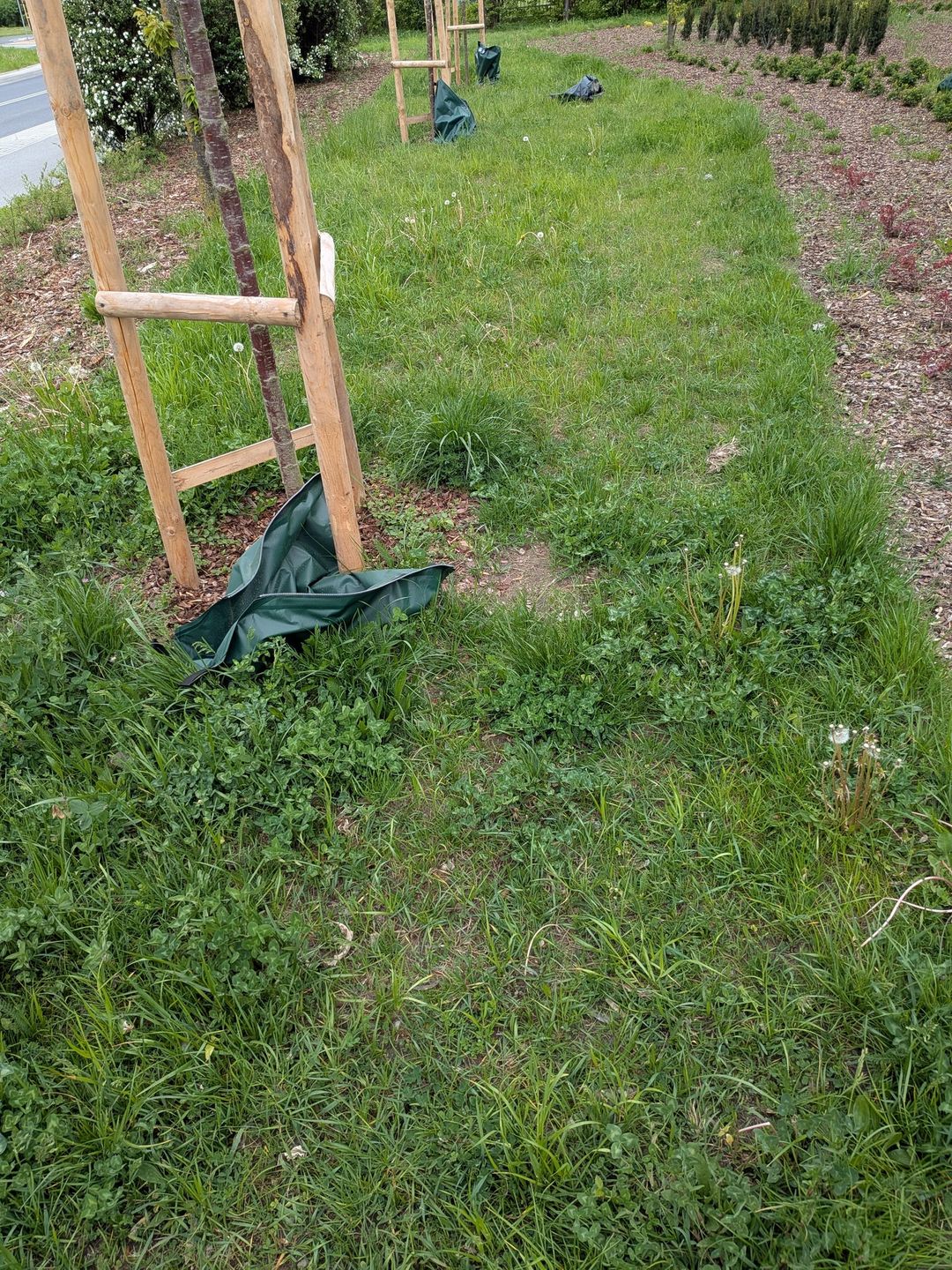 Zdewastowana zieleń 