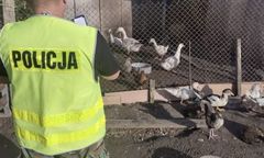 Kaczki wracają do domu. Porwane pod osłoną nocy