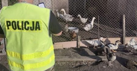 Kaczki wracają do domu. Porwane pod osłoną nocy