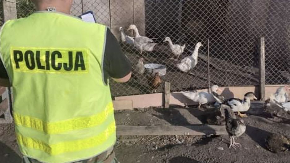 Kilkanaście kaczek zostało nocą skradzionych z gospodarstwa w Jaktorowie. Policjantom udało się odzyskać osiem z nich (Policja)