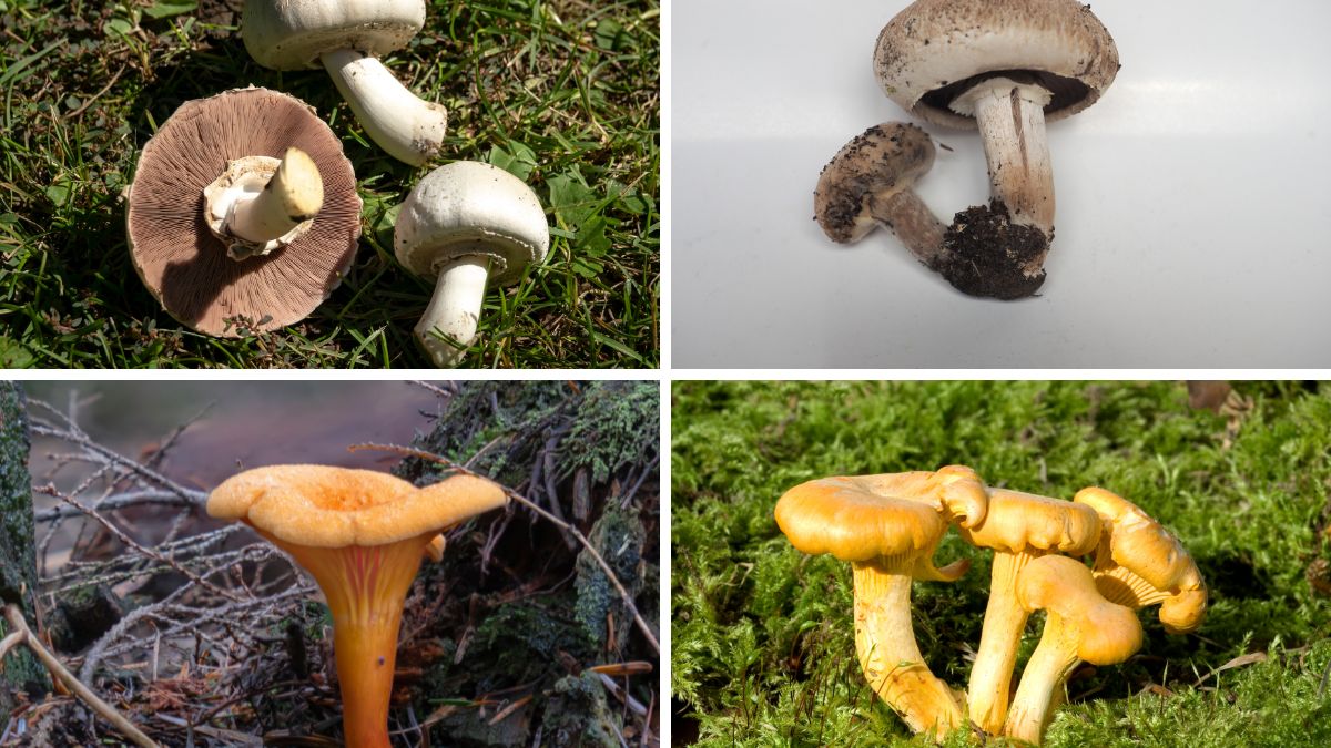 Jak odróżnić grzyby jadalne od ich trujących sobowtórów? 