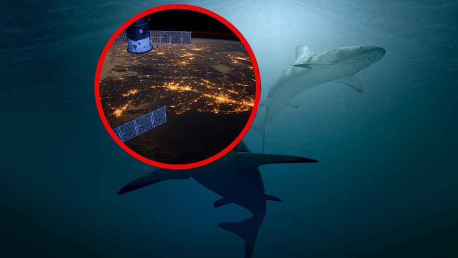 Śledzenie rekinów z kosmosu ma zwiększyć bezpieczeństwo 