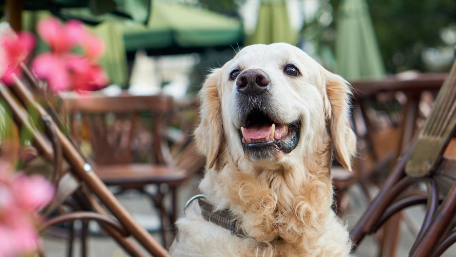 pies, golden retriever