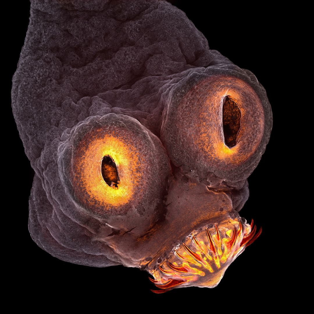Nikon Small World 2017 - wspaniały mikroświat na zdjęciach z całego świata 5