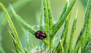 Plaga biedronek azjatyckich. Wygląd i występowanie. Jak zwalczyć biedronki azjatyckie?