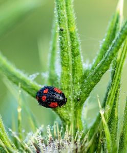 Plaga biedronek azjatyckich. Wygląd i występowanie. Jak zwalczyć biedronki azjatyckie?