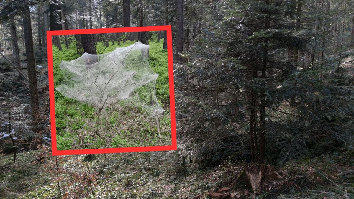 Firanki  na drzewach zaskoczyły spacerowiczów