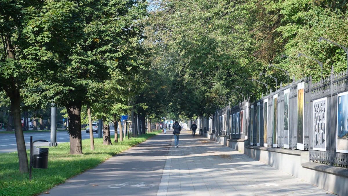 jesienne drzewa nad chodnikiem wzdłuż ogrodu saskiego
