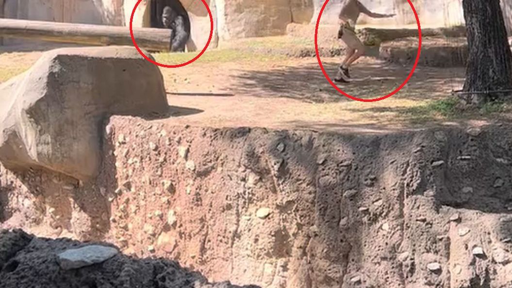 Goryl polował na opiekunów