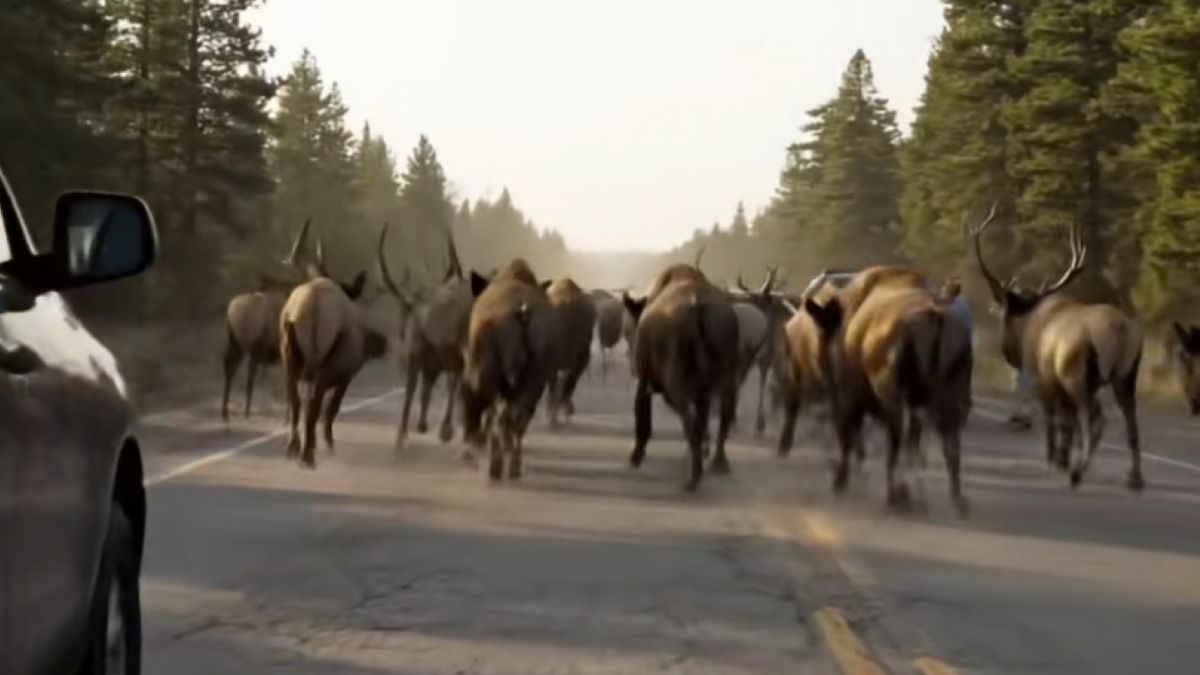 Nagrania uciekających zwierząt wywołały obawy w Yellowstone