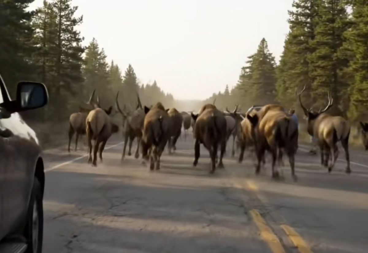 Nagrania uciekających zwierząt wywołały obawy w Yellowstone