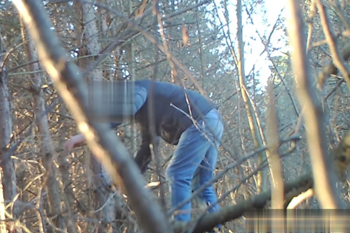 Wnykarz przyłapany. Leśnicy pokazali nagranie z lasu