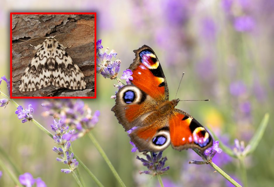 Wielu myli je na potęgę. Po tym odróżnisz motyla od ćmy