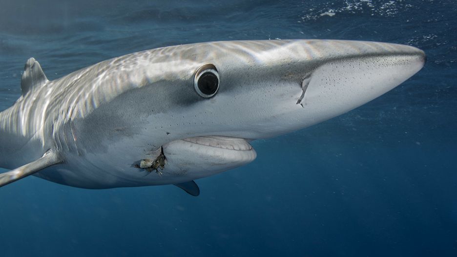 Bios Photo 10/2021
Blue shark (Prionace glauca) with a hook in the mouth.. North Atlantic Ocean, Canary Islands.
Sergio Hanquet