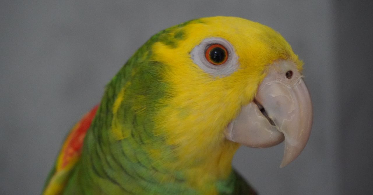 Papuga, która śpiewa piosenkę o ogórku. Wyjątkowe zdolności Romka