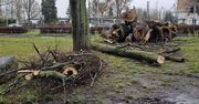 Gorzów: Ponad 500 drzew pójdzie pod topór