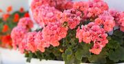 To wkładam do pelargonii w maju i cały balkon mam w kwiatach! Sprytny trik ogrodników