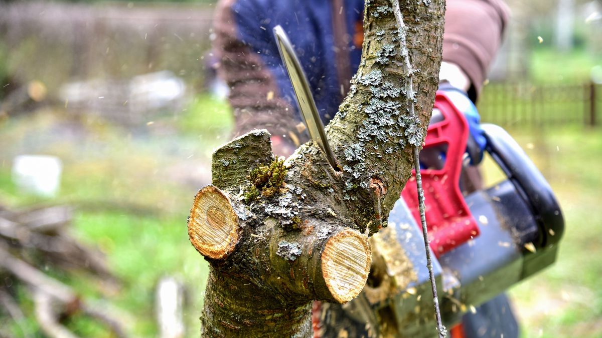 media expert wycinka drzew