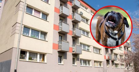 Pies sąsiada ujada całymi dniami. Czy można wezwać policję lub straż miejską?