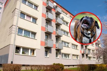 Pies sąsiada ujada całymi dniami. Straż miejska: "Tego typu zgłoszenia wpływają regularnie"