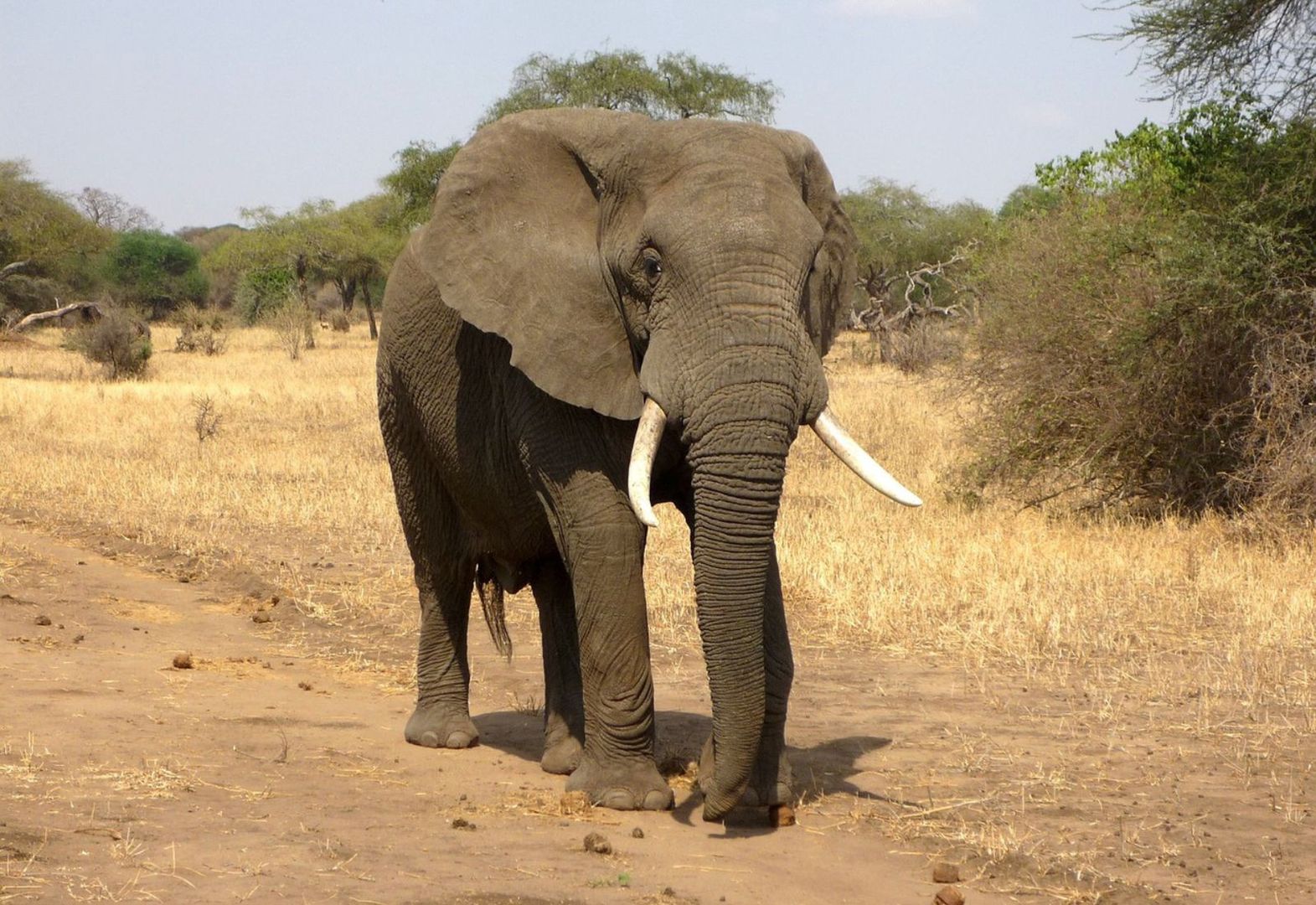 Tragedia podczas safari w Zambii. Słoń zaatakował samochód z turystami