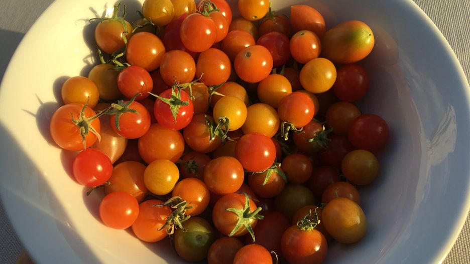 Kosmiczna cena za pomidory. 100 zł za kg
