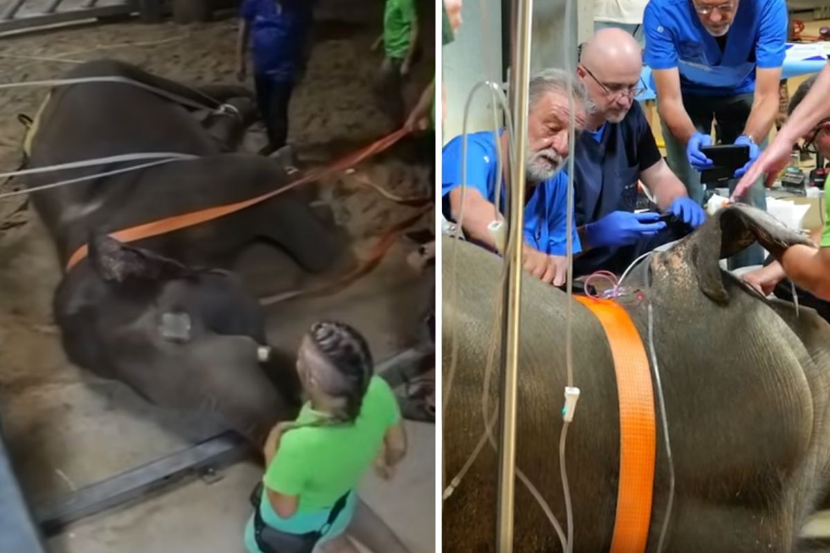 Słoń z Łodzi już po operacji. Pomogli specjaliści z kilku krajów