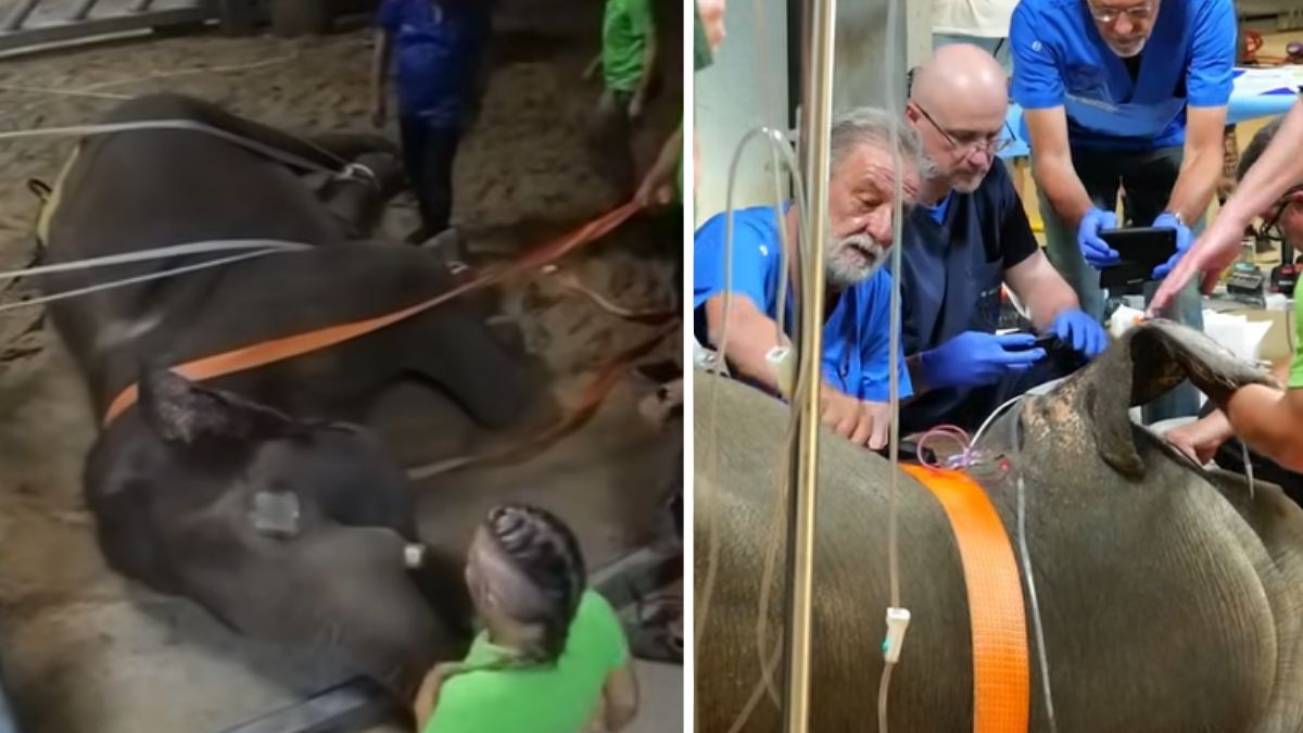  Słoń Taru przeszedł operację usunięcia ciosa