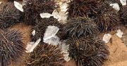 Nie wyglądają apetycznie, a kosztują fortunę. Jeżowce nie bez powodu mają status specjału