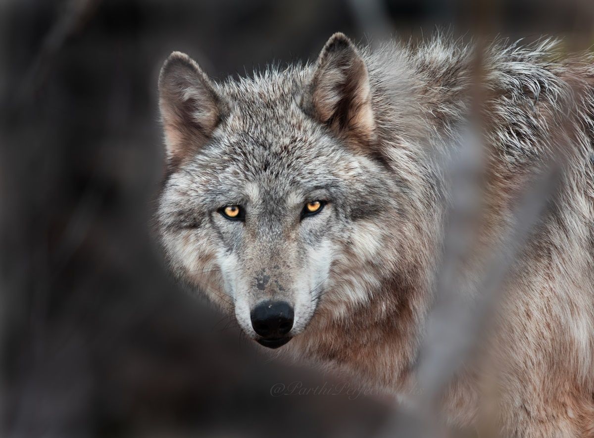 Atak wilków w lesie. Policja potwierdza. Ranny mężczyzna