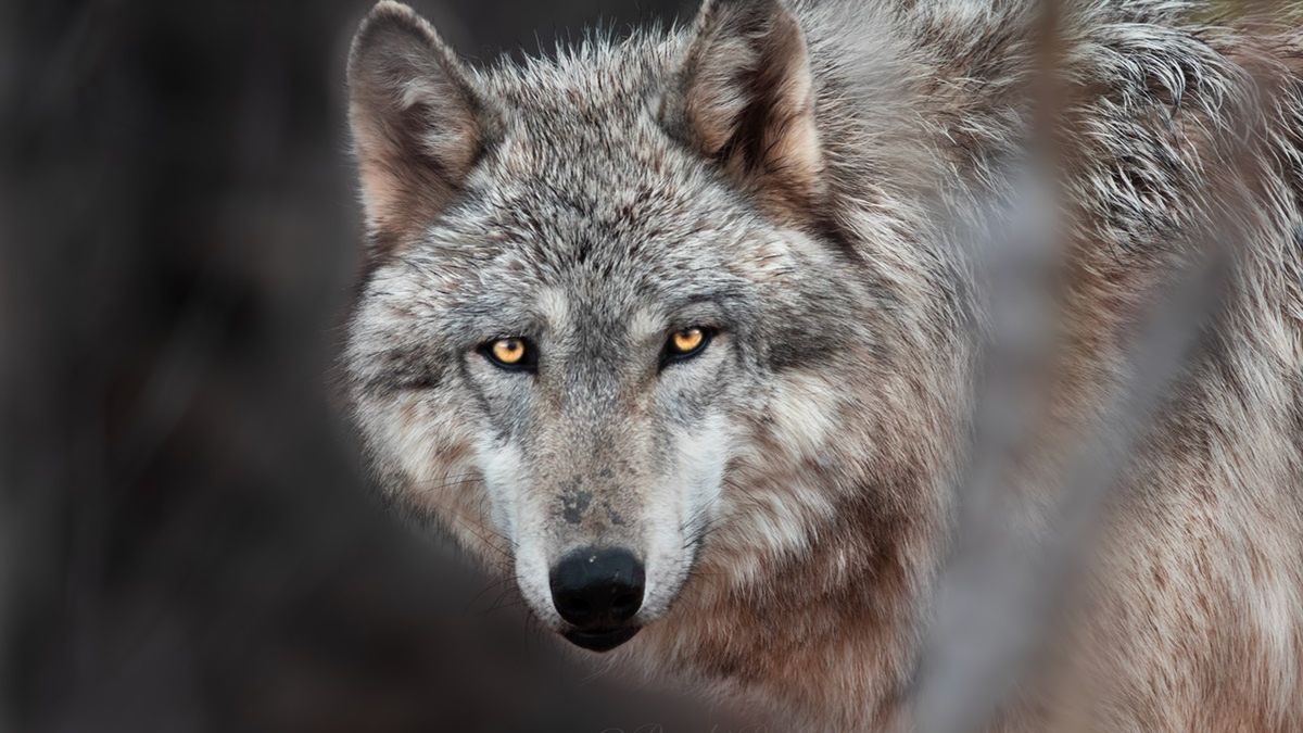 W lesie wilk miał zaatakować człowieka.