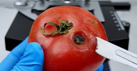 Pokazał, jak wygląda spleśniały pomidor pod mikroskopem. Ten widok wywołuje mdłości