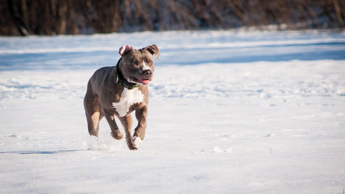 Tragedia w Bytomiu: Pitbull zaatakował rodzinę i ich psa