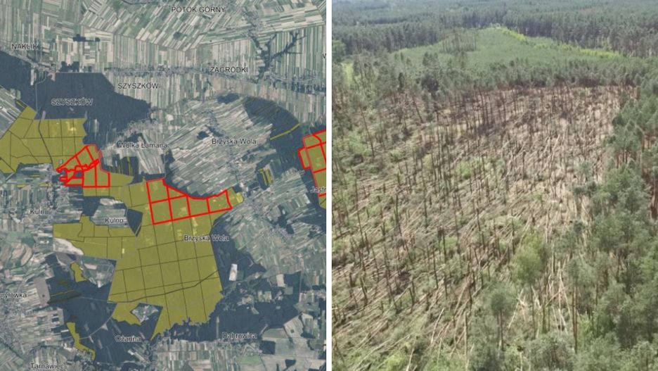 Do części lasów Podkarpacia wstęp jest zabroniony