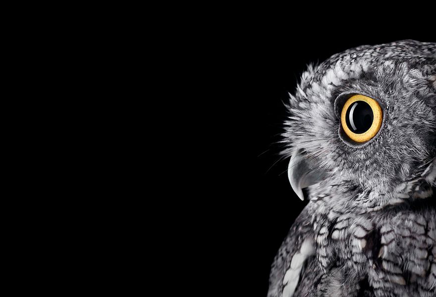 Bliskie spotkania fotografa z żywymi sowami w studiu 2
